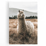 Farmhouse Alpaca in Field Art – Rustic Country Style Wall Decor