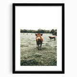 Farmhouse Wall Art - Rustic Country Cattle in Green Pasture Scene