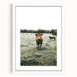 Farmhouse Wall Art - Rustic Country Cattle in Green Pasture Scene