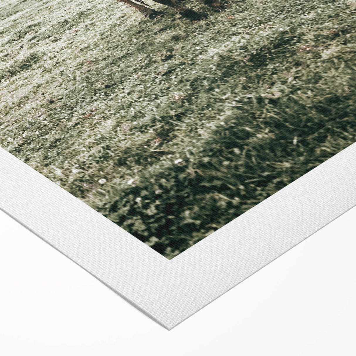 Farmhouse Wall Art - Rustic Country Cattle in Green Pasture Scene