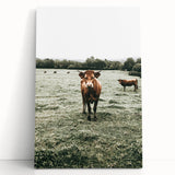 Farmhouse Wall Art - Rustic Country Cattle in Green Pasture Scene