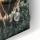 Farmhouse Wall Art - Close-Up of Rustic Country Cow in Green Pasture