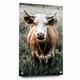 Farmhouse Wall Art - Close-Up of Rustic Country Cow in Green Pasture