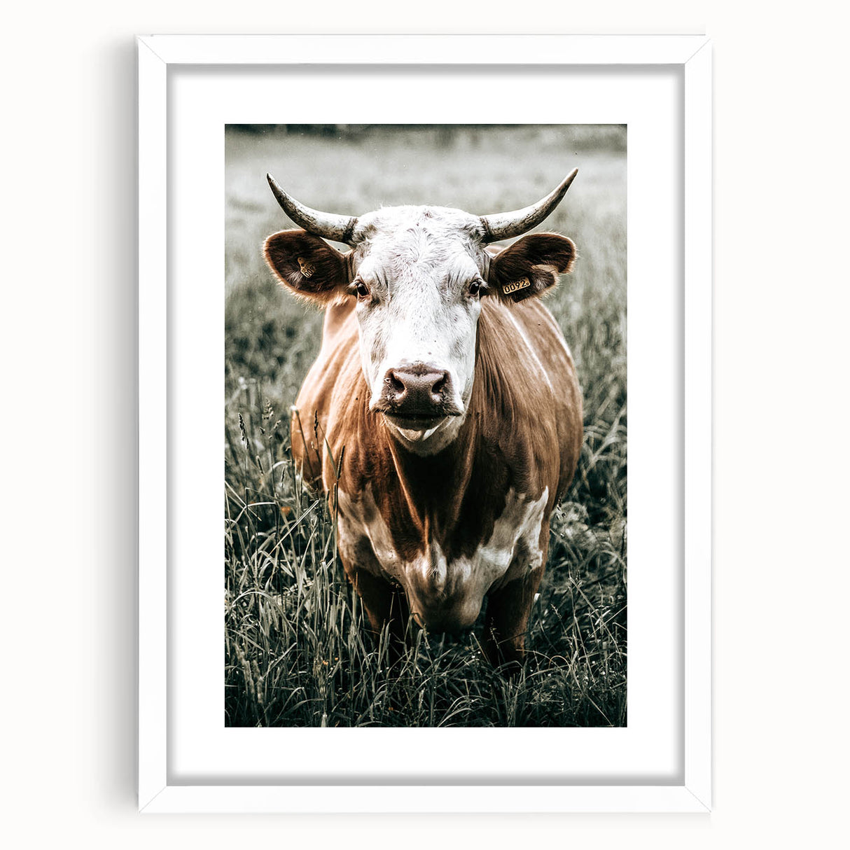 Farmhouse Wall Art - Close-Up of Rustic Country Cow in Green Pasture