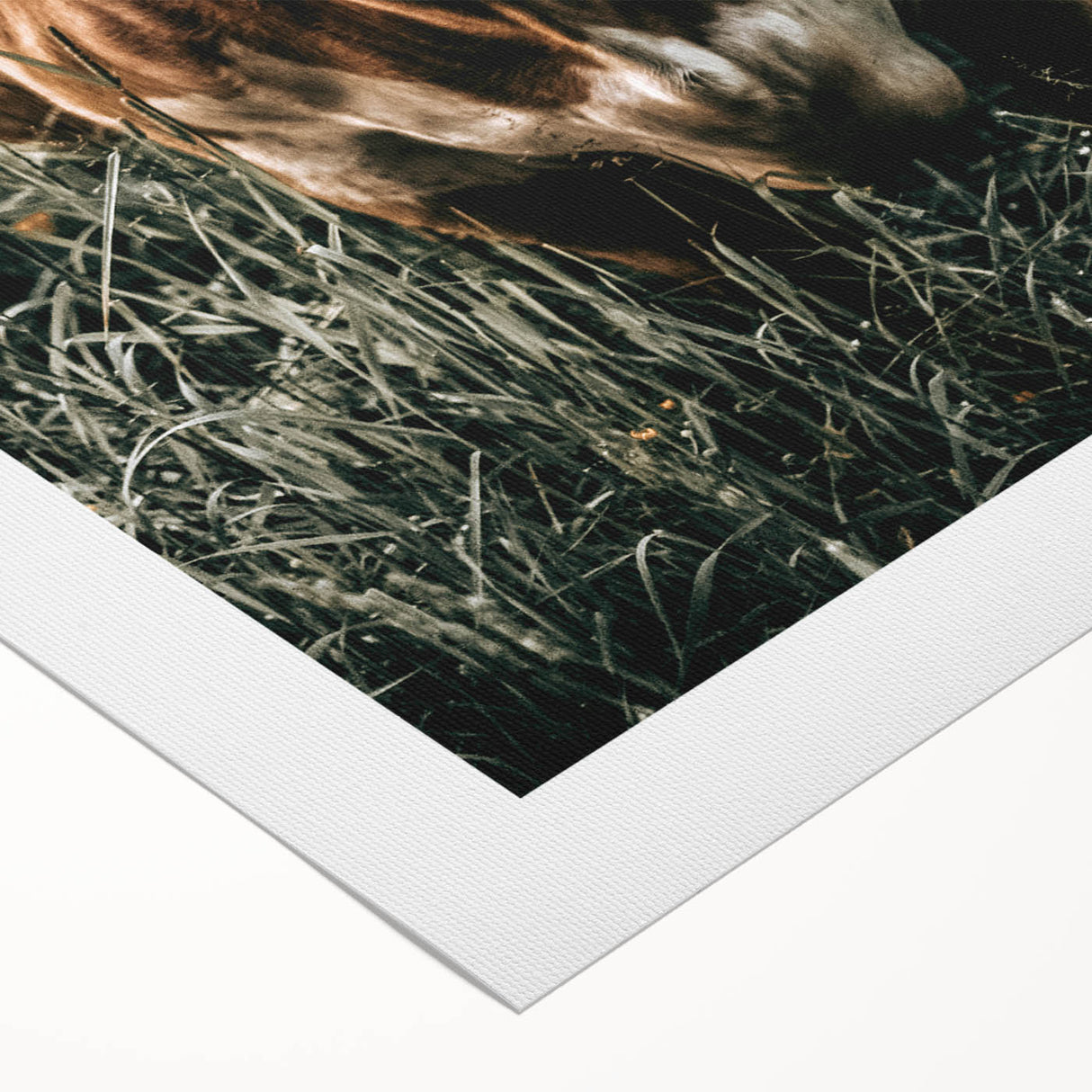 Farmhouse Wall Art - Close-Up of Rustic Country Cow in Green Pasture