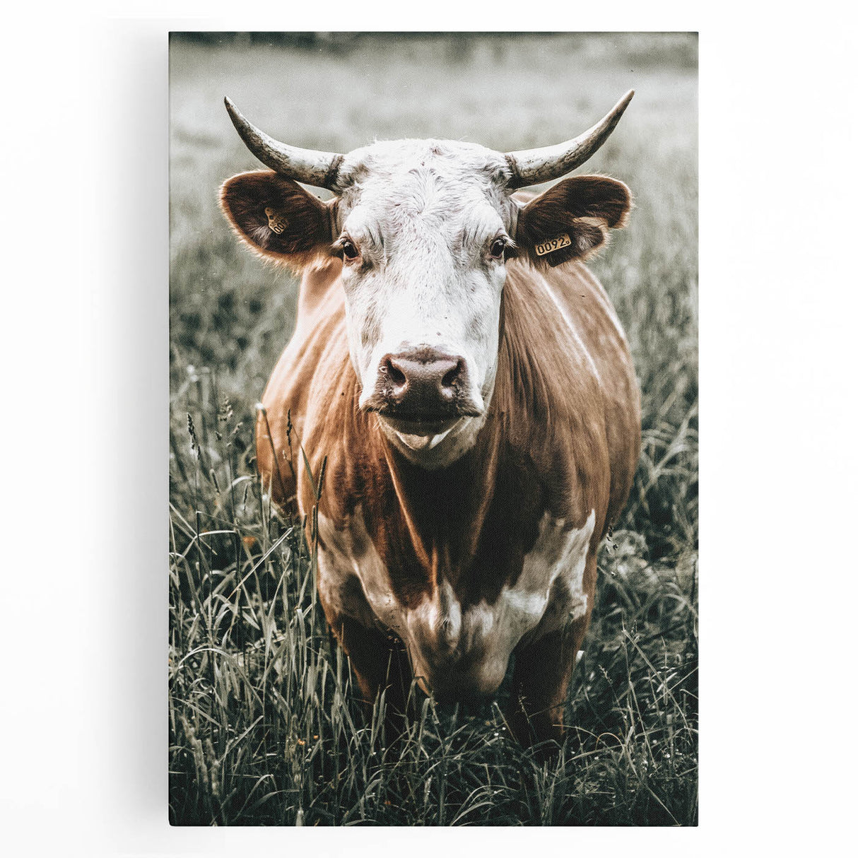 Farmhouse Wall Art - Close-Up of Rustic Country Cow in Green Pasture