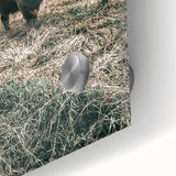 Farmhouse Wall Art - Highland Cow in Rustic Field for Country Decor