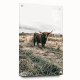 Farmhouse Wall Art - Highland Cow in Rustic Field for Country Decor