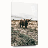 Farmhouse Wall Art - Highland Cow in Rustic Field for Country Decor