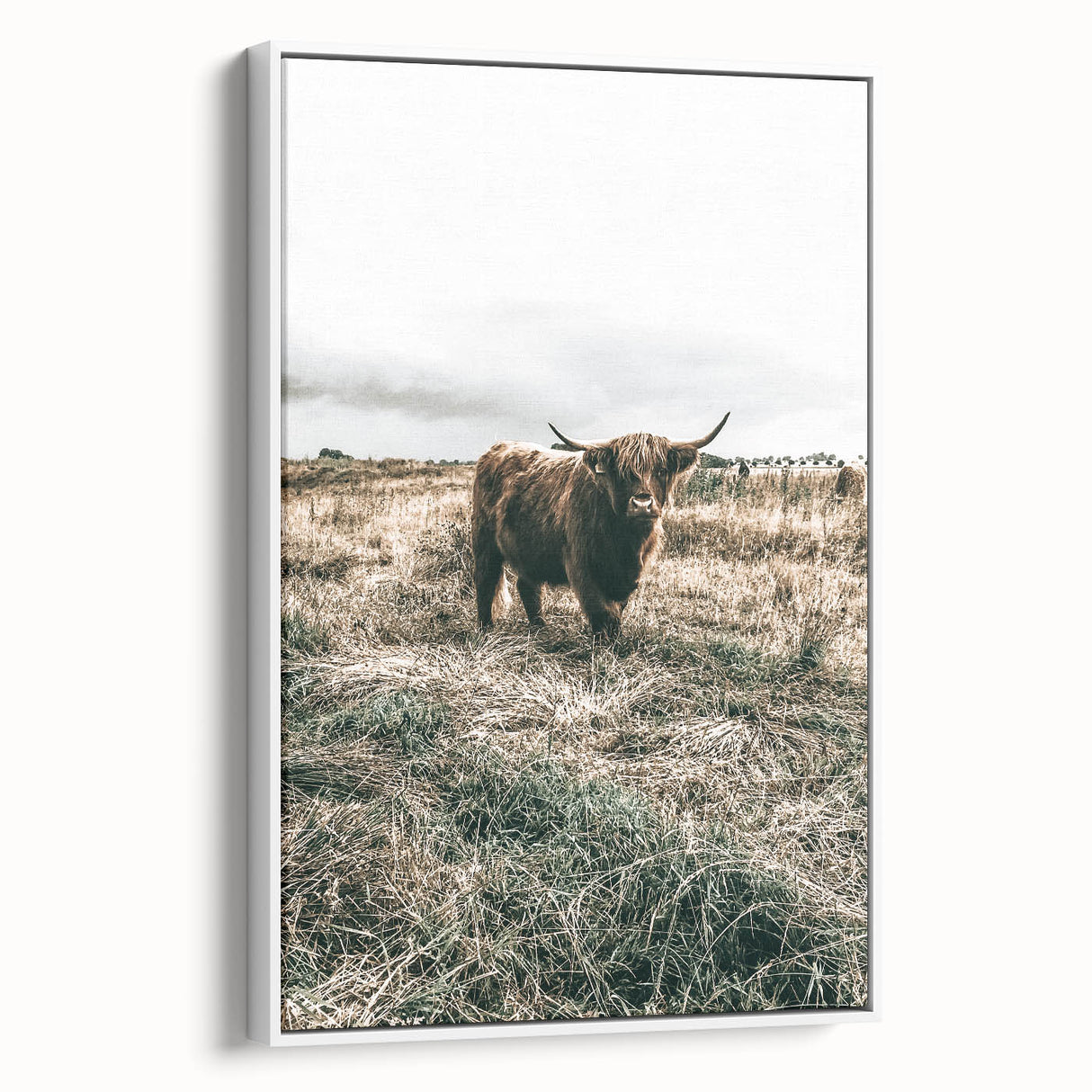 Farmhouse Wall Art - Highland Cow in Rustic Field for Country Decor