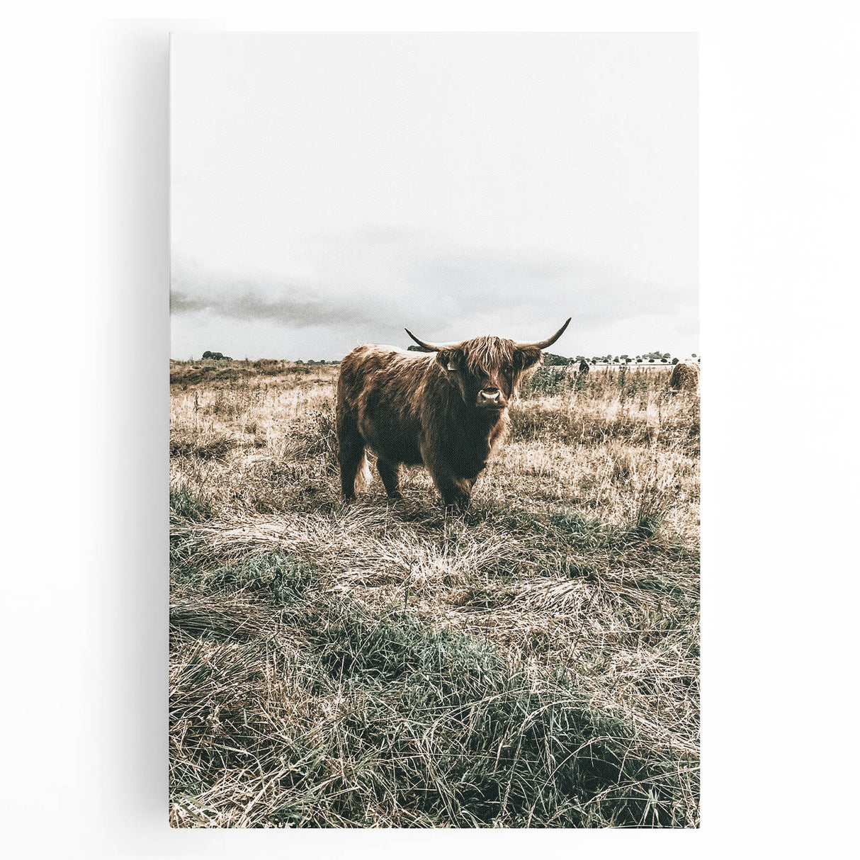 Farmhouse Wall Art - Highland Cow in Rustic Field for Country Decor