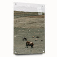 Farmhouse Wall Art - Rolling Hills with Grazing Cattle for Rustic Decor