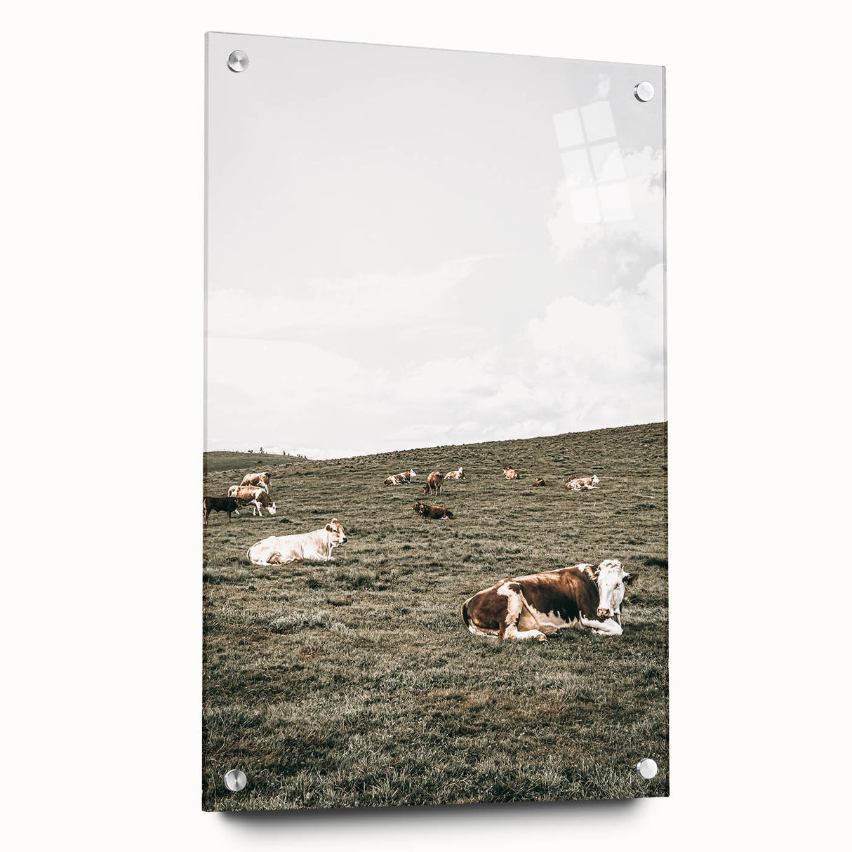 Farmhouse Wall Art - Serene Pasture with Resting Cattle for Country Decor