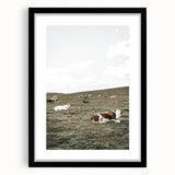 Farmhouse Wall Art - Serene Pasture with Resting Cattle for Country Decor