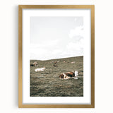 Farmhouse Wall Art - Serene Pasture with Resting Cattle for Country Decor