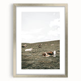 Farmhouse Wall Art - Serene Pasture with Resting Cattle for Country Decor