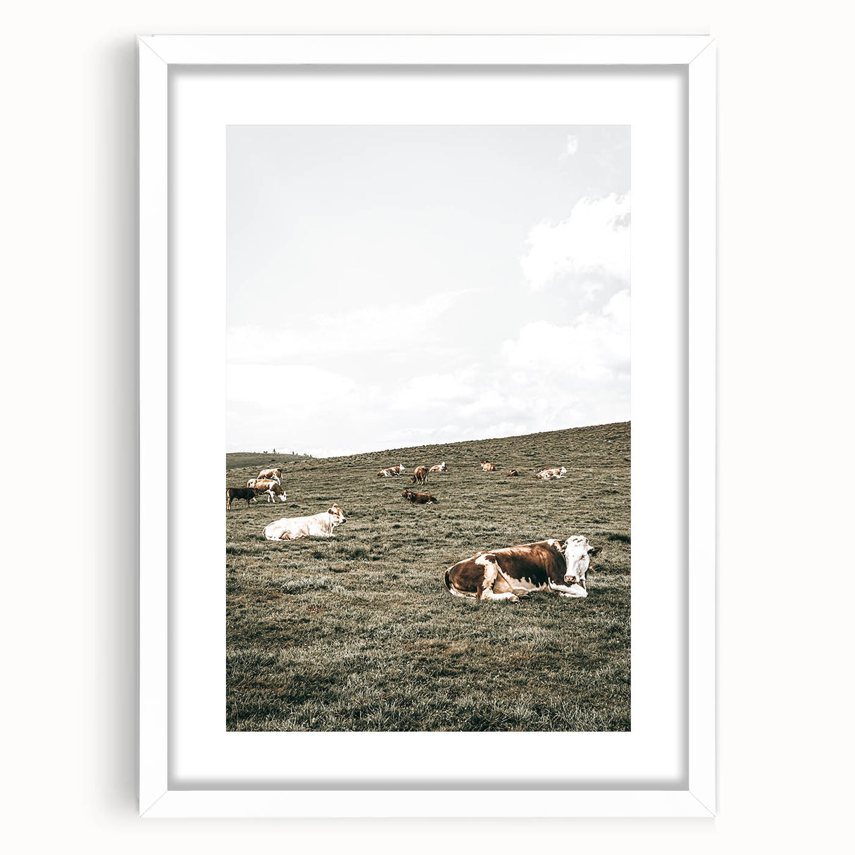Farmhouse Wall Art - Serene Pasture with Resting Cattle for Country Decor