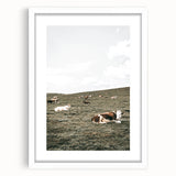 Farmhouse Wall Art - Serene Pasture with Resting Cattle for Country Decor