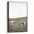Farmhouse Wall Art - Serene Pasture with Resting Cattle for Country Decor