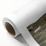 Farmhouse Wall Art - Serene Pasture with Resting Cattle for Country Decor