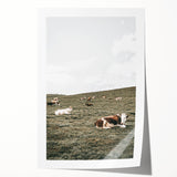 Farmhouse Wall Art - Serene Pasture with Resting Cattle for Country Decor