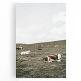 Farmhouse Wall Art - Serene Pasture with Resting Cattle for Country Decor