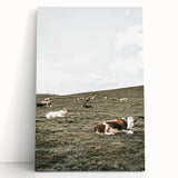 Farmhouse Wall Art - Serene Pasture with Resting Cattle for Country Decor