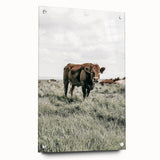 Farmhouse Wall Art - Rustic Cow in Lush Pasture for Country Decor