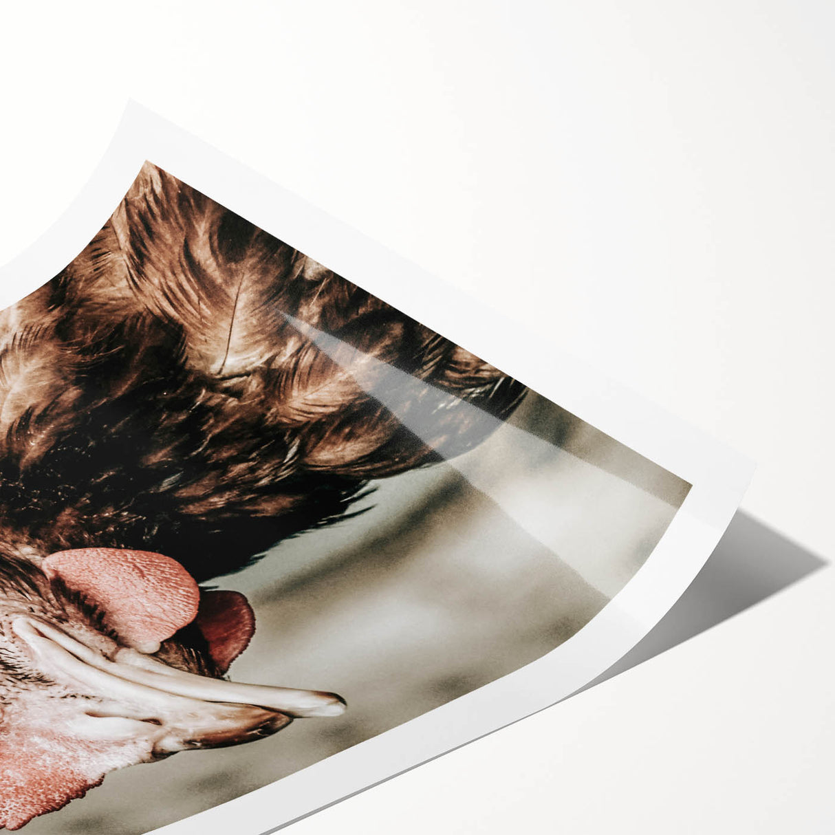 Farmhouse Wall Art - Rustic Close-Up of Chicken for Country Decor