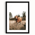 Farm Cow in Field Wall Art | Rustic Farmhouse Decor for Country Homes