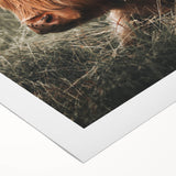 Highland Cow Farmhouse Wall Art | Rustic Country Decor | Animal Print