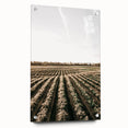 Farmhouse Wall Art of Scenic Crop Fields - Rustic Country Style Decor