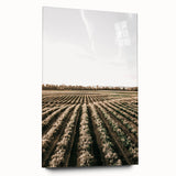 Farmhouse Wall Art of Scenic Crop Fields - Rustic Country Style Decor