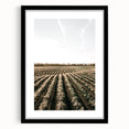 Farmhouse Wall Art of Scenic Crop Fields - Rustic Country Style Decor