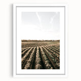 Farmhouse Wall Art of Scenic Crop Fields - Rustic Country Style Decor