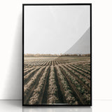 Farmhouse Wall Art of Scenic Crop Fields - Rustic Country Style Decor