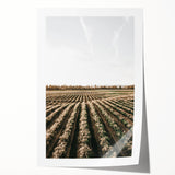 Farmhouse Wall Art of Scenic Crop Fields - Rustic Country Style Decor