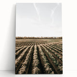 Farmhouse Wall Art of Scenic Crop Fields - Rustic Country Style Decor