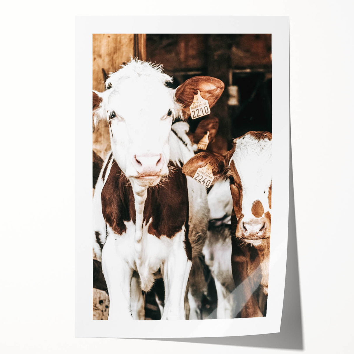 Farmhouse Wall Art of Calves in Barn - Rustic Country Style Decor