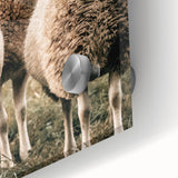 Farmhouse Wall Art of Sheep in Pasture - Rustic Country Style Decor