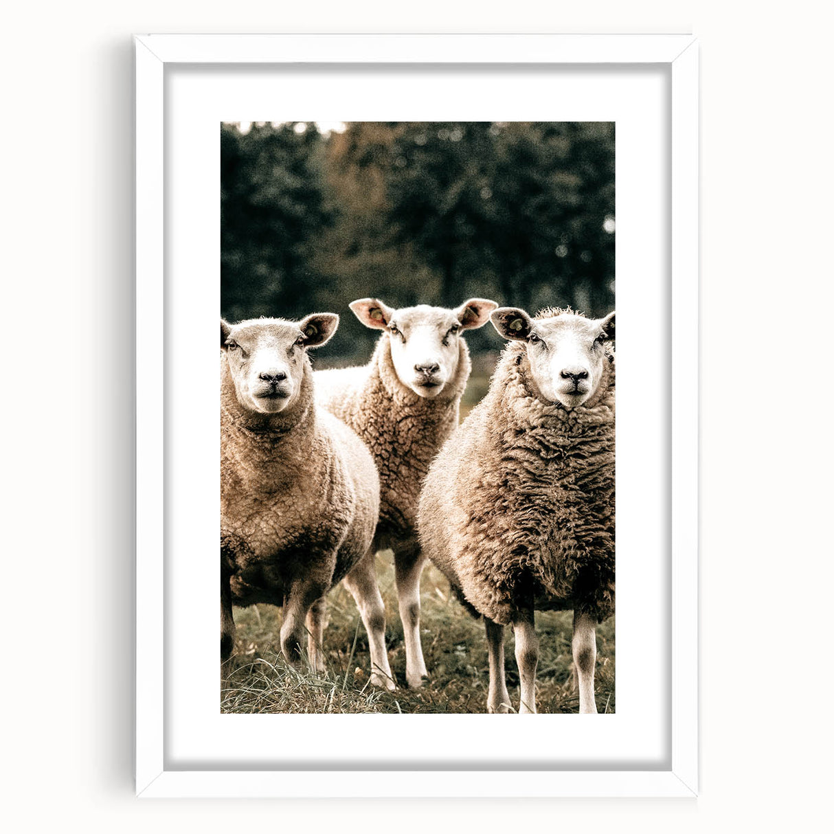 Farmhouse Wall Art of Sheep in Pasture - Rustic Country Style Decor