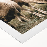 Farmhouse Wall Art of Sheep in Pasture - Rustic Country Style Decor