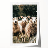 Farmhouse Wall Art of Sheep in Pasture - Rustic Country Style Decor