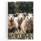 Farmhouse Wall Art of Sheep in Pasture - Rustic Country Style Decor