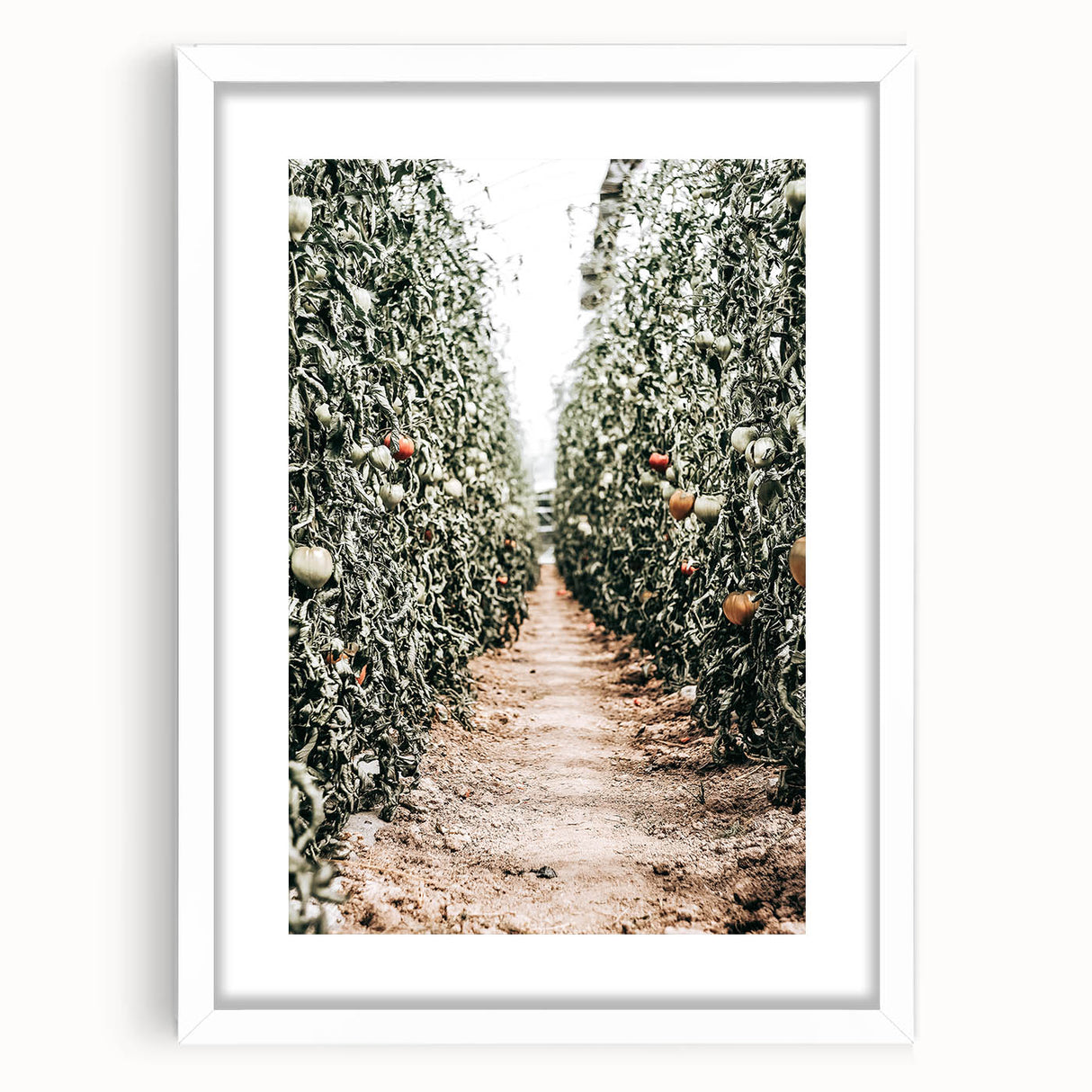 Farmhouse Wall Art - Rustic Farmhouse Decor with Tomato Field View