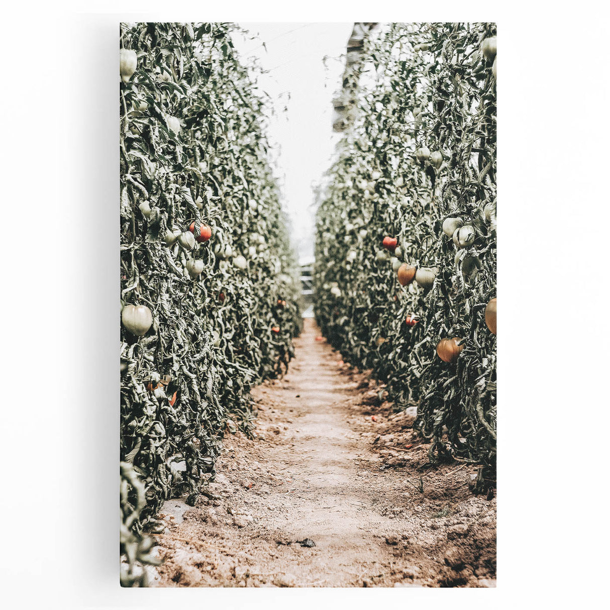 Farmhouse Wall Art - Rustic Farmhouse Decor with Tomato Field View
