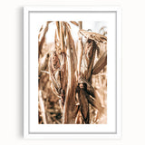 Rustic Farmhouse Wall Art – Dried Corn Stalks Print for Country Decor