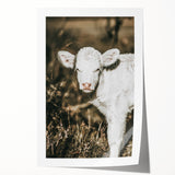 Farmhouse Wall Art: Rustic Calf Portrait in Country Meadow Décor