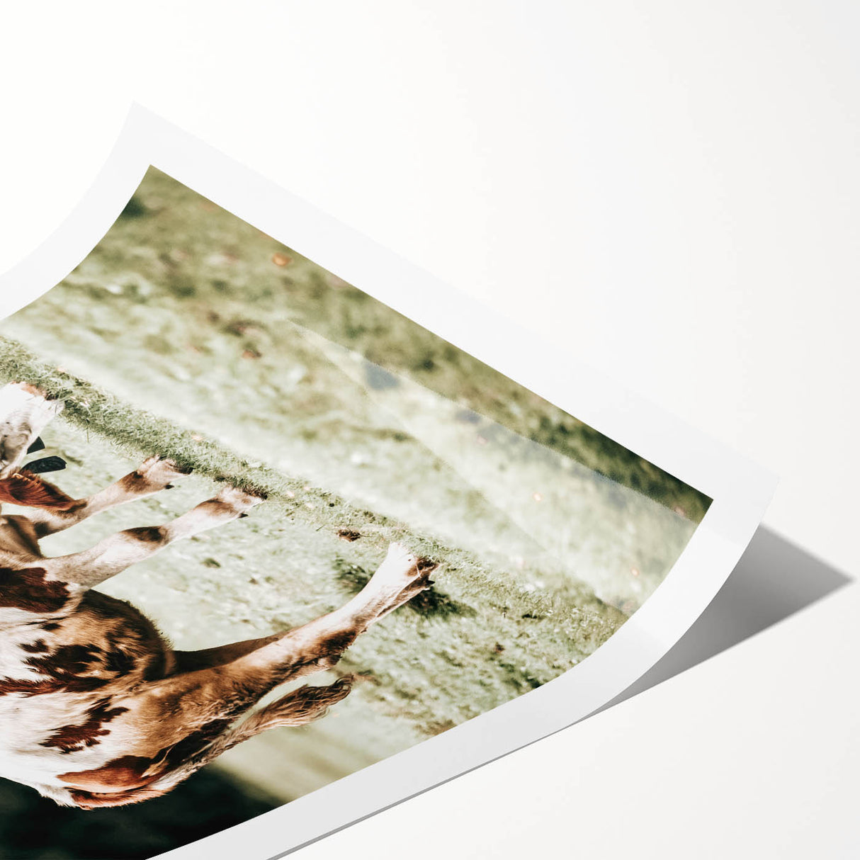 Farmhouse Wall Art – Grazing Cow in Pasture Print for Rustic Decor