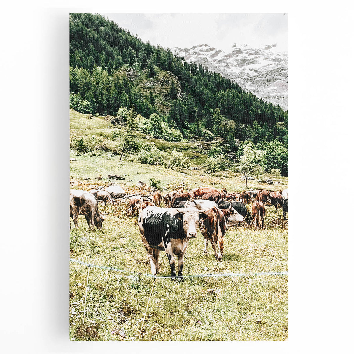 Farmhouse Wall Art – Mountain Valley with Grazing Cows Print for Rustic Decor